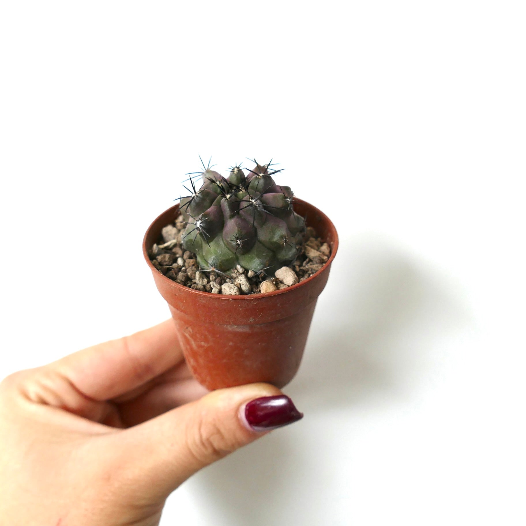 Copiapoa cinerea X griseoviolacea small succulent cactus with dark spines in terracotta pot