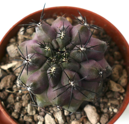 Copiapoa cinerea X griseoviolacea rare purple-green succulent cactus with long black spines