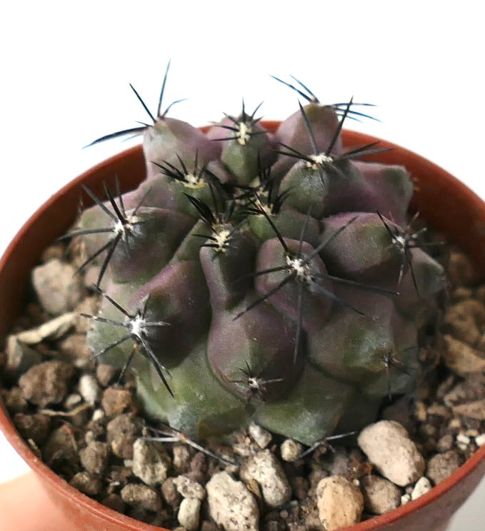 Copiapoa cinerea X griseoviolacea rare succulent cactus with dark spines and rounded tubercles