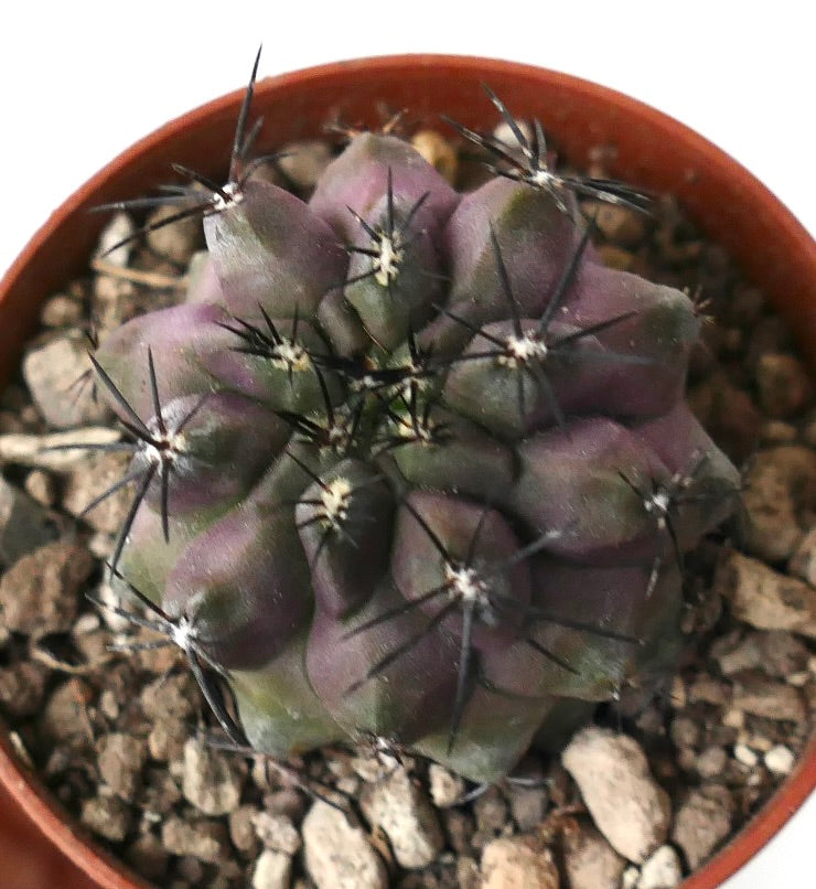 Copiapoa cinerea X griseoviolacea rare succulent cactus with purple-green body and long black spines