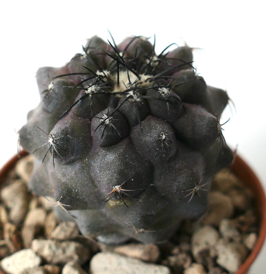 Copiapoa cinerea X griseoviolacea dark gray succulent cactus with prominent black spines in pot