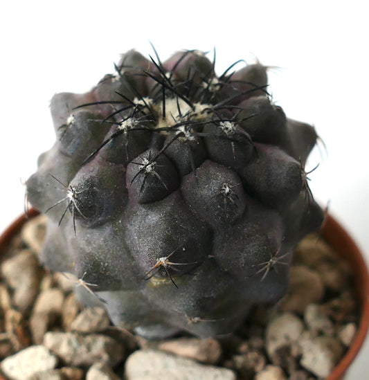 Copiapoa cinerea X griseoviolacea dark gray succulent cactus with prominent black spines in pot