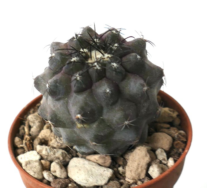 Copiapoa cinerea X griseoviolacea rare dark succulent cactus with prominent spines in pot