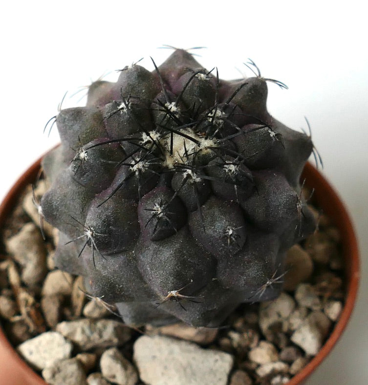 Copiapoa cinerea X griseoviolacea dark purple succulent cactus with prominent black spines