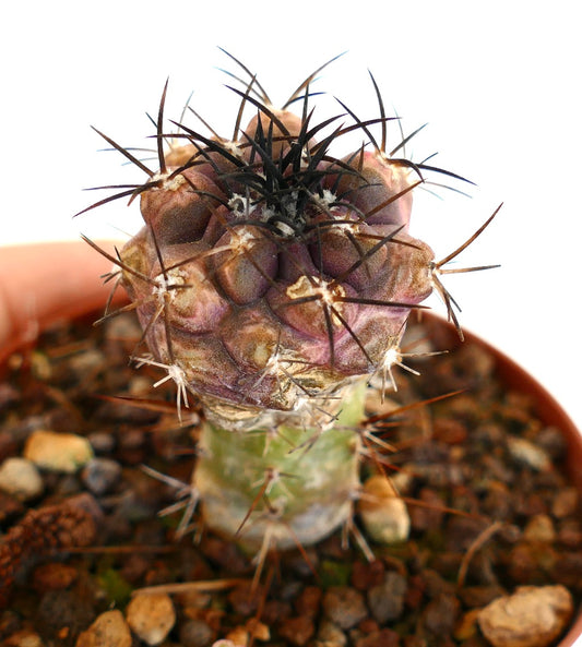 Copiapoa cinerea X griseoviolacea GRAFTED