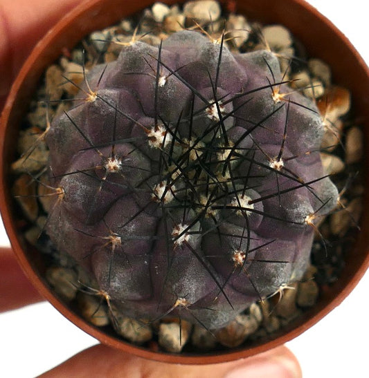 Copiapoa cinerea X griseoviolacea Y71 rare purple succulent cactus with long black spines