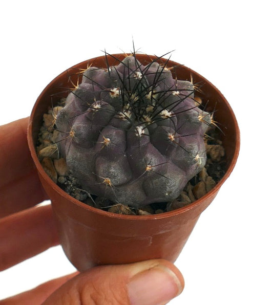 Copiapoa cinerea X griseoviolacea Y71 rare purple succulent cactus with long black spines