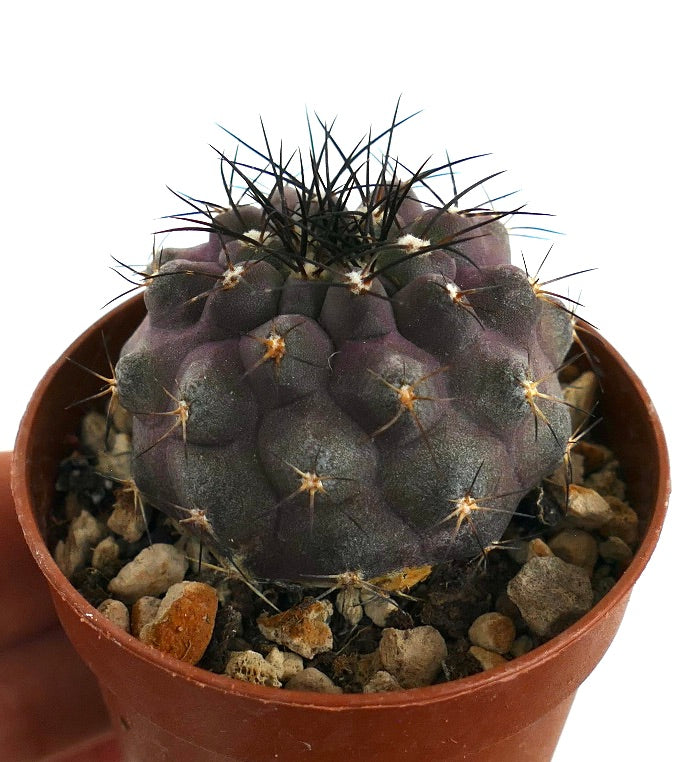 희귀 코피아포아 시네레아 X 그리세오비올라세아 Y71 다육 선인장 어두운 가시로