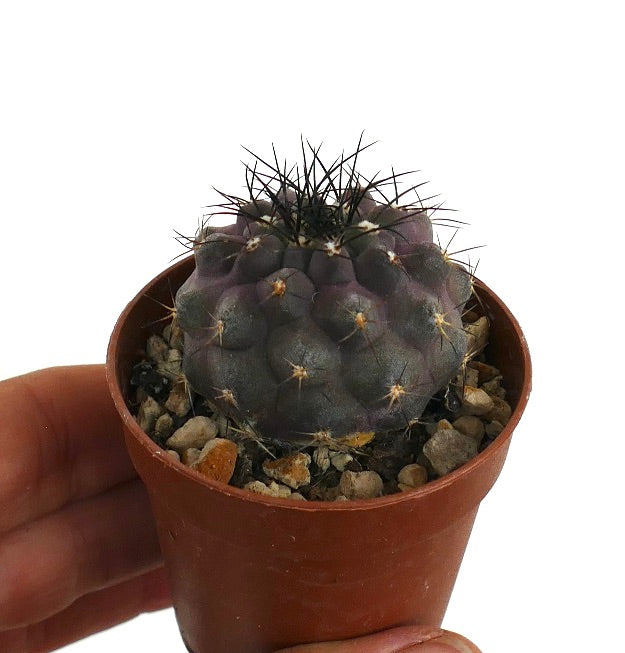 코피아포아 시네레아 X 그리세오비올라세아 Y71 희귀 자주색 다육 선인장, 긴 검은 가시 포함