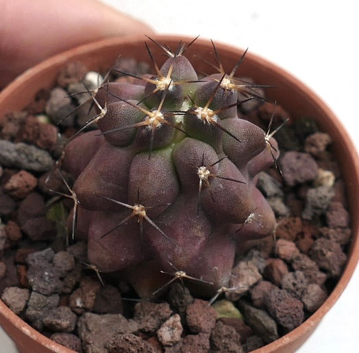 Copiapoa cinerea X griseoviolacea CO36A