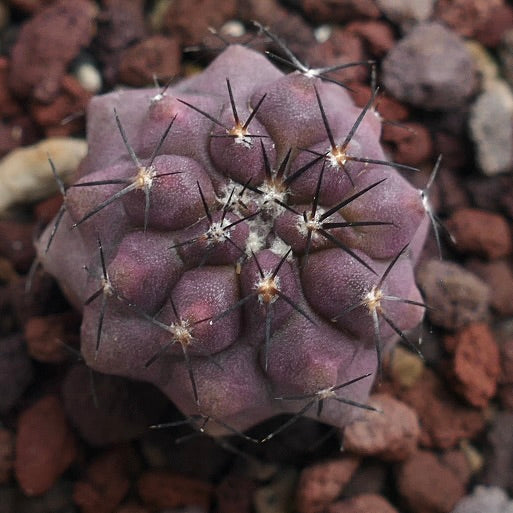 Copiapoa cinerea X griseoviolacea C397