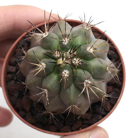 Copiapoa cinerea X haseltoniana RAF2