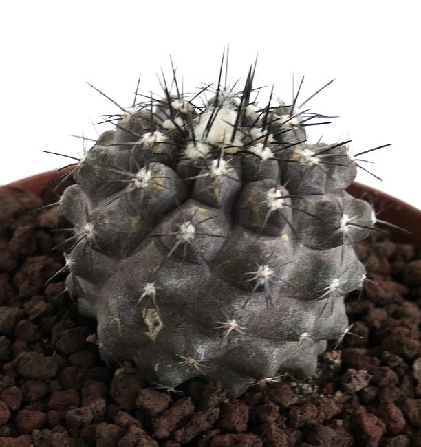 Copiapoa cinerea X humilis