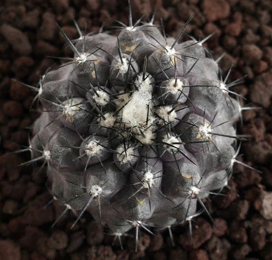 Copiapoa cinerea X humilis