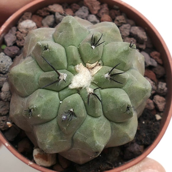 Copiapoa cinerea X hypogaea RZ7