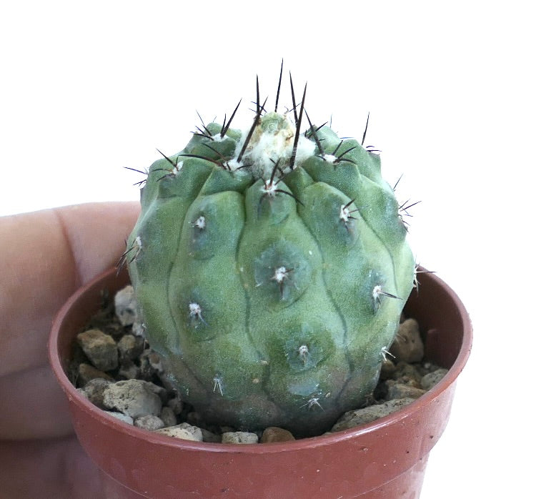 Copiapoa cinerea x hypogaea cactus in a small pot, with a rounded green body, distinct tubercled ribs, and short dark spines emerging from white areoles.