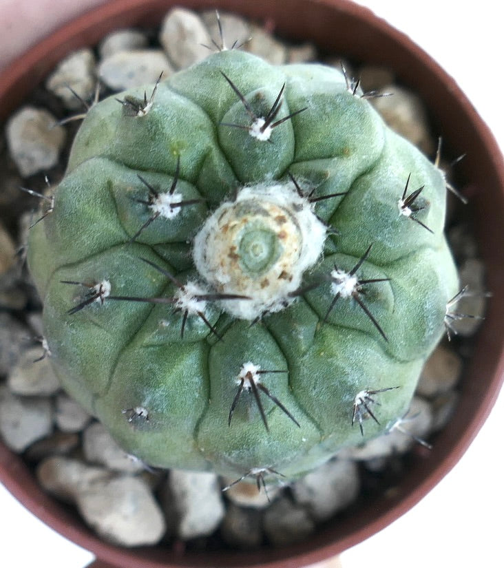 Top view of Copiapoa cinerea x hypogaea cactus, highlighting its symmetrical rib pattern, central woolly areole, and evenly spaced dark spines.