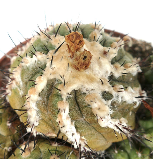 Copiapoa cinerea X hypogaea CLUSTER