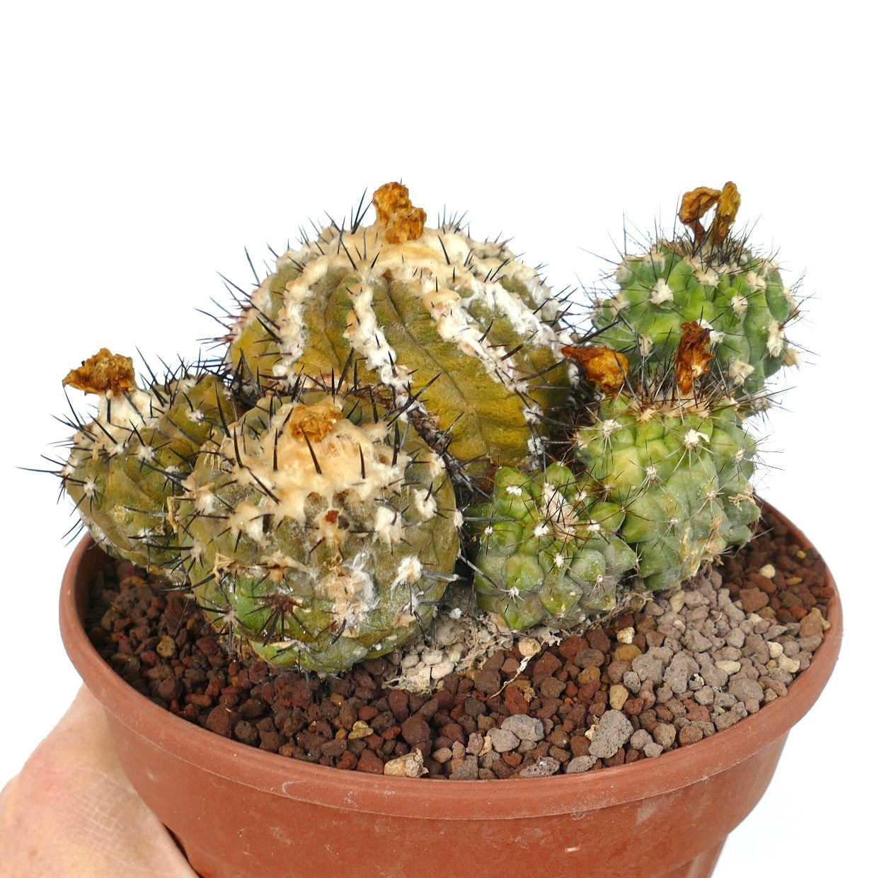 Copiapoa cinerea X hypogaea CLUSTER