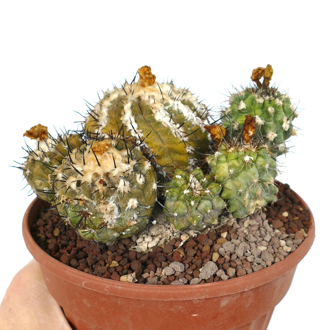 Copiapoa cinerea X hypogaea CLUSTER