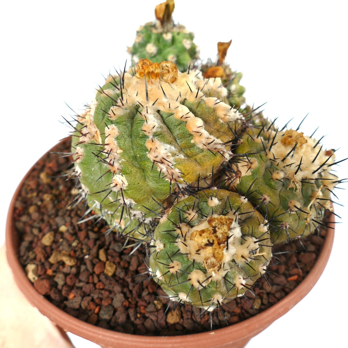 Copiapoa cinerea X hypogaea CLUSTER