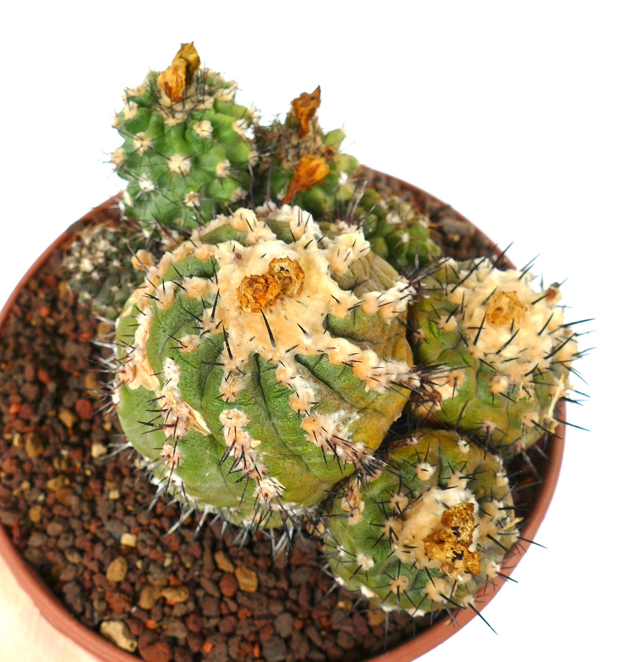 Copiapoa cinerea X hypogaea CLUSTER