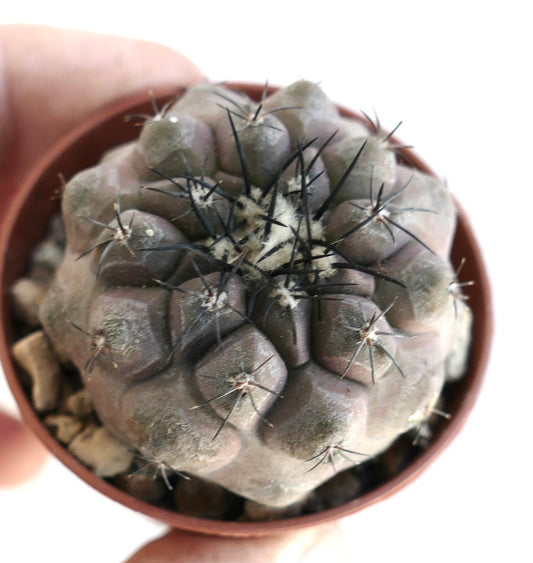 Copiapoa cinerea X hypogaea rare succulent cactus with dark spines and rounded tubercles in small pot