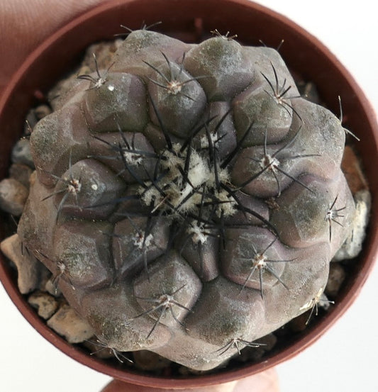 Copiapoa cinerea X hypogaea rare succulent cactus with dark spines and rounded tubercles