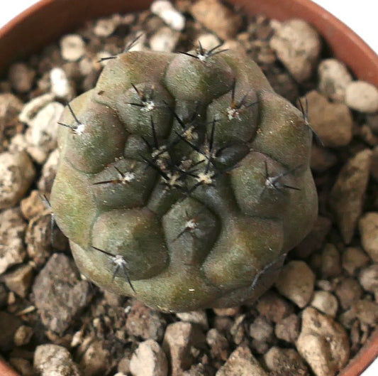Copiapoa cinerea X hypogaea seltene Sukkulenten-Kakteen mit abgerundeten Warzen und dunklen Stacheln im Topf