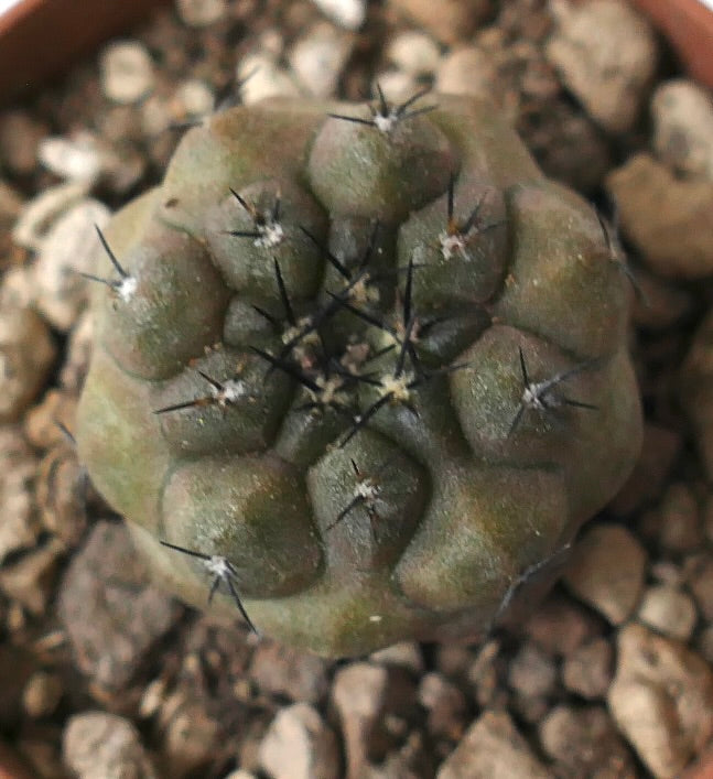 Copiapoa cinerea X hypogaea rare succulent cactus with rounded tubercles and dark spines
