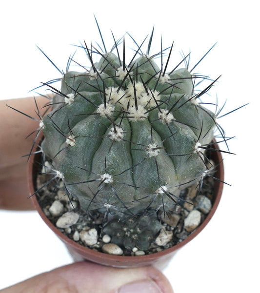 Copiapoa cinerea X lonistaminea