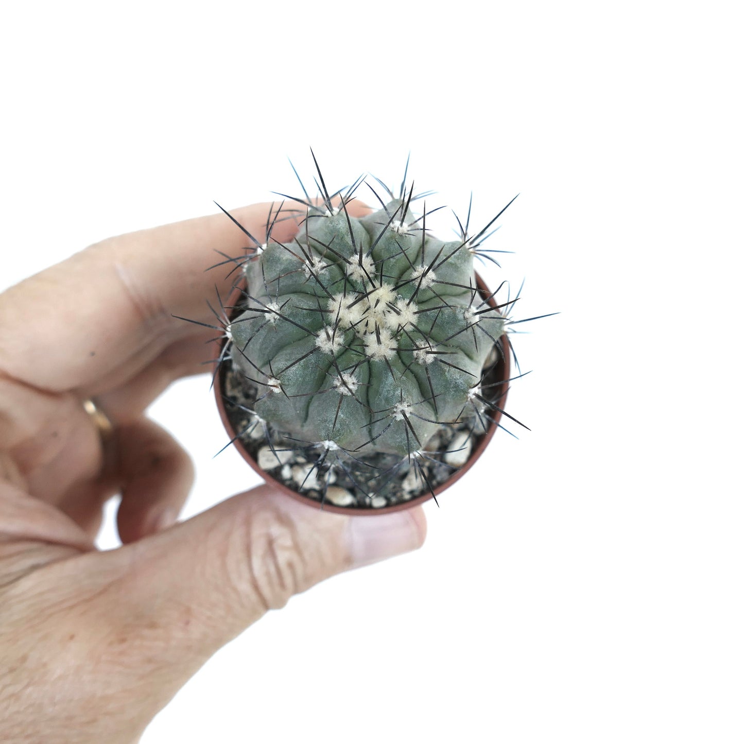 Copiapoa cinerea X lonistaminea