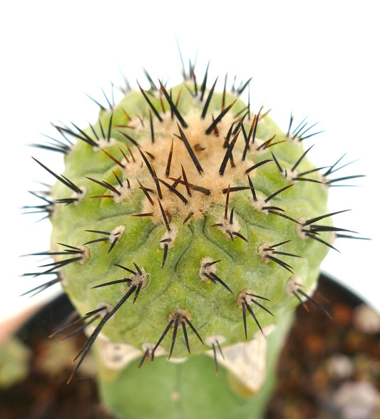 Copiapoa cinerea X serpentisulacata