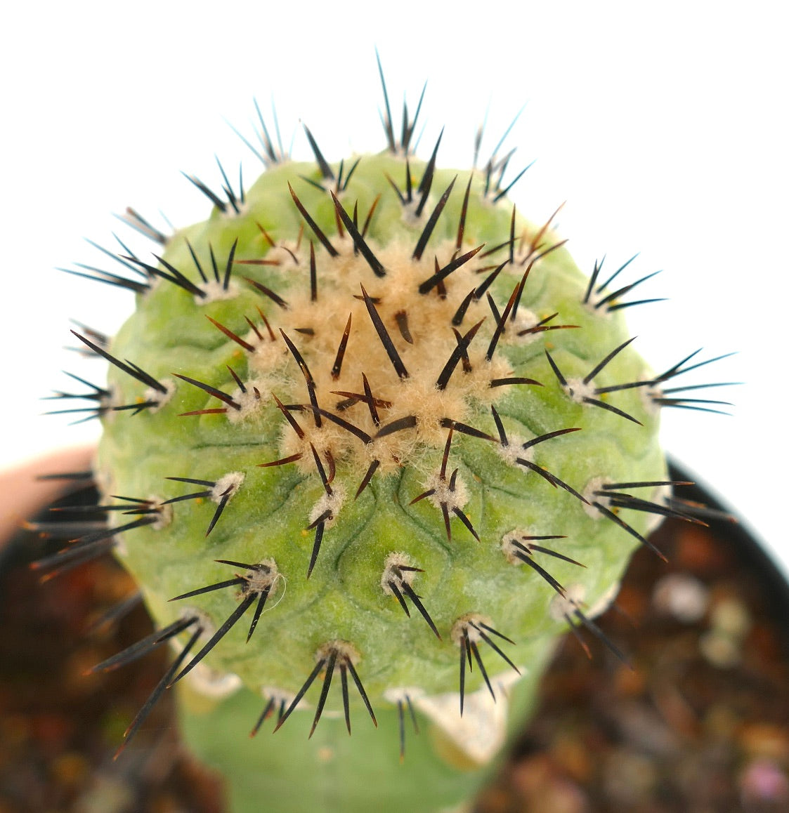 Copiapoa cinerea X serpentisulacata