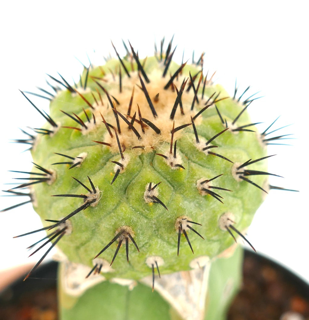 Copiapoa cinerea X serpentisulacata