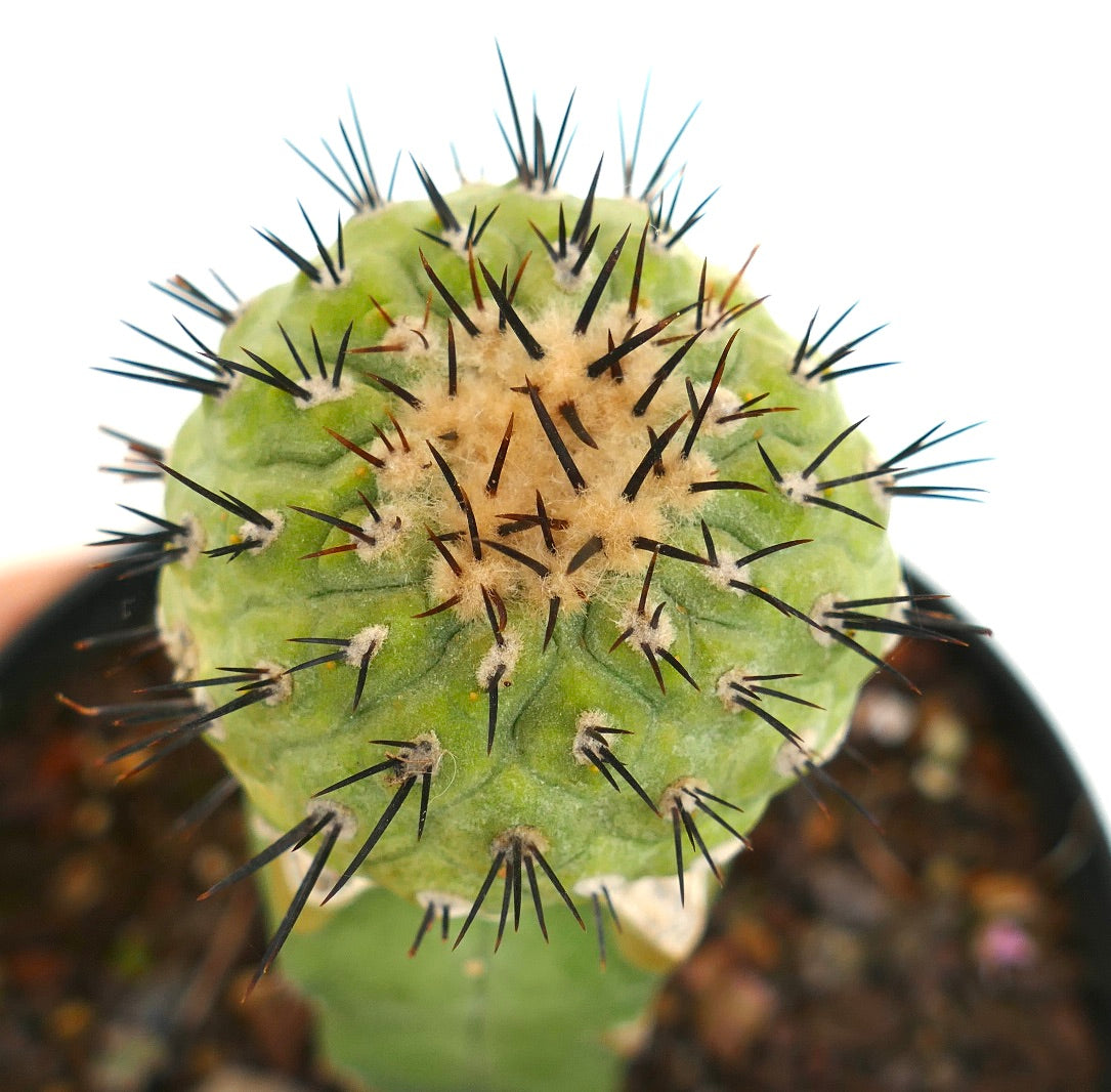 Copiapoa cinerea X serpentisulacata