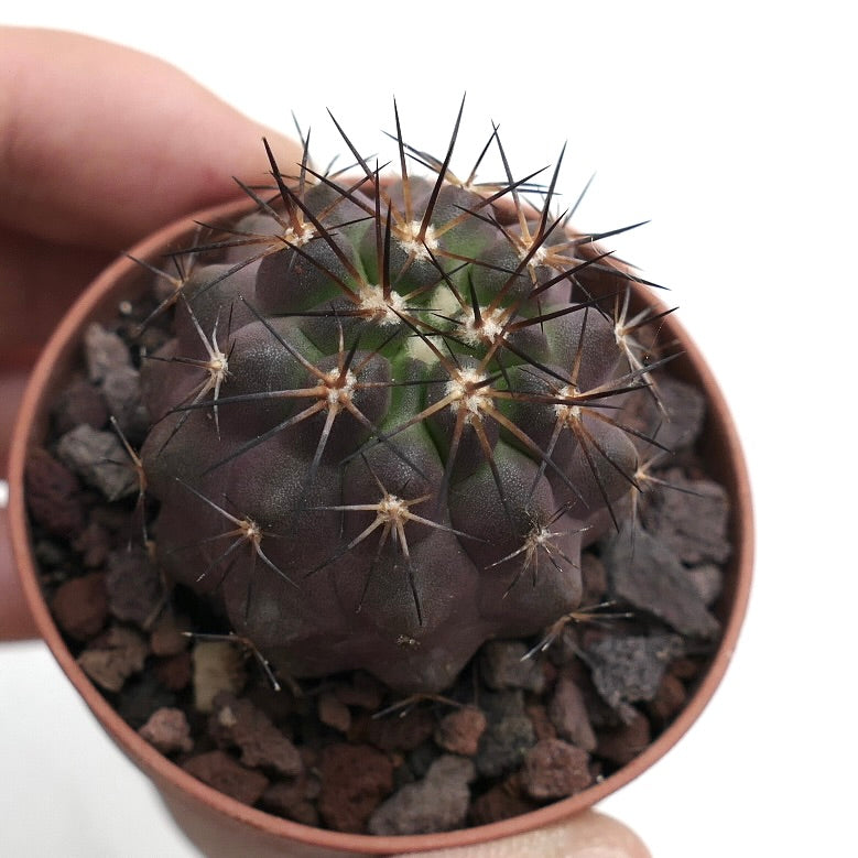 Copiapoa cinerea X serpentisulcata RK9