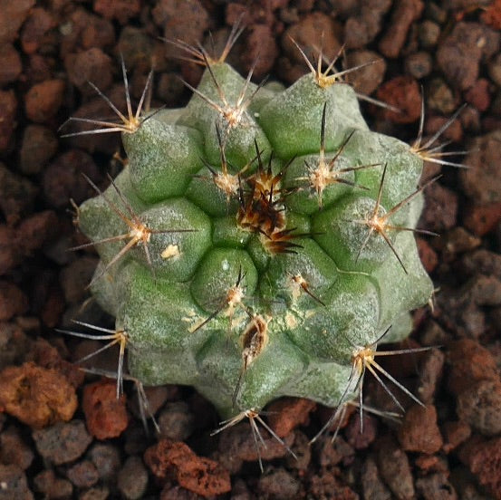Copiapoa cinerea X serpentisulcata cactus succulent avec un corps vert côtelé et de longues épines