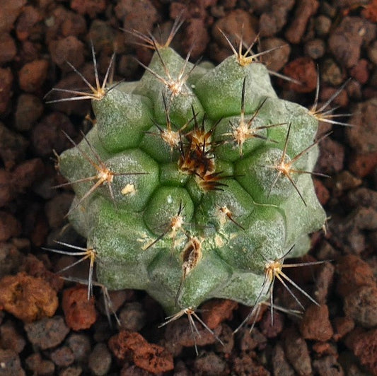 Copiapoa cinerea X serpentisulcata Sukkulente Kaktee mit grün geripptem Körper und langen Stacheln
