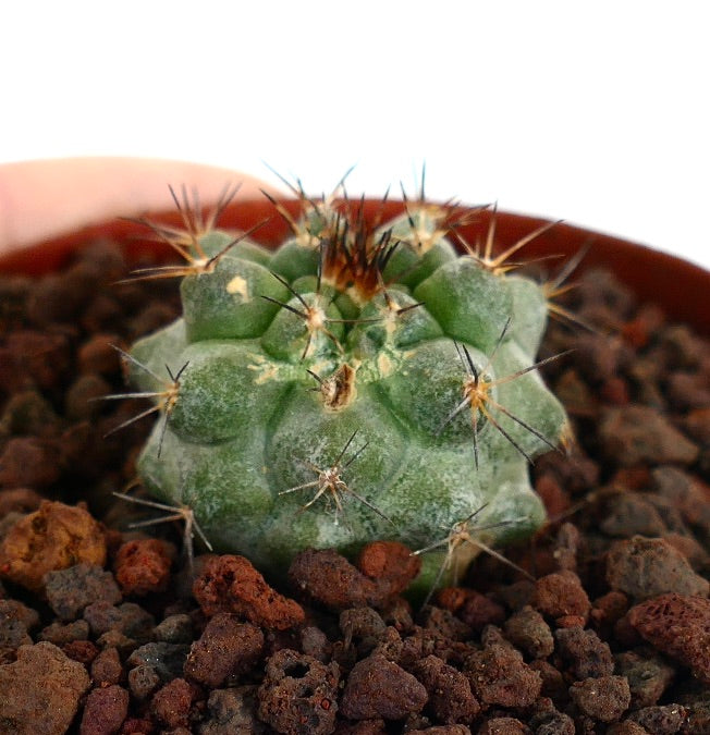 Copiapoa cinerea X serpentisulcata petit cactus succulent avec des épines denses et un corps vert texturé