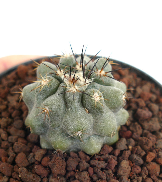 Copiapoa cinerea X serpentisulcata Sukkulente Kaktee mit grau-grünen Warzen und scharfen dunklen Stacheln