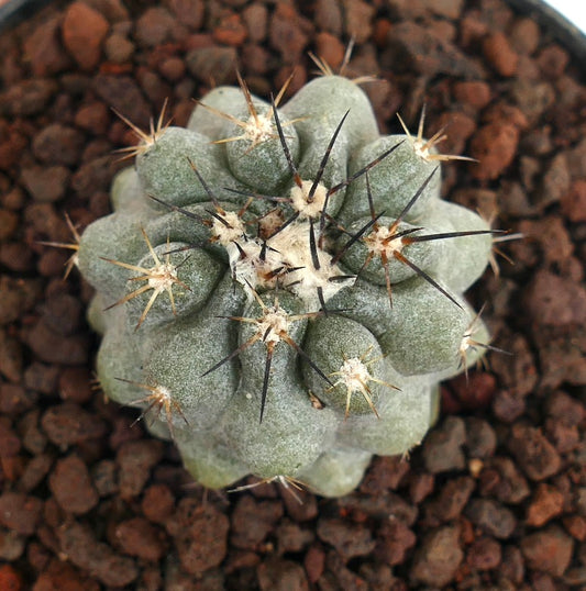 Copiapoa cinerea X serpentisulcata seltene graue Sukkulente mit auffälligen dunklen Dornen