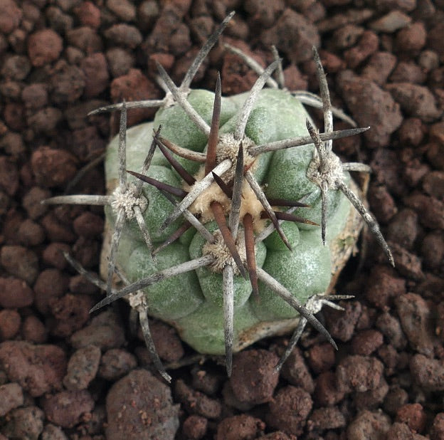 Copiapoa cinerea X solaris