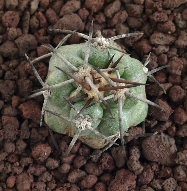 Copiapoa cinerea X solaris