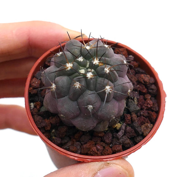 Copiapoa コピアポア　写真集　貴重本　2025 新品 Copiapoa コピアポア 写真集 貴重本 2025 新品 Copiapoa