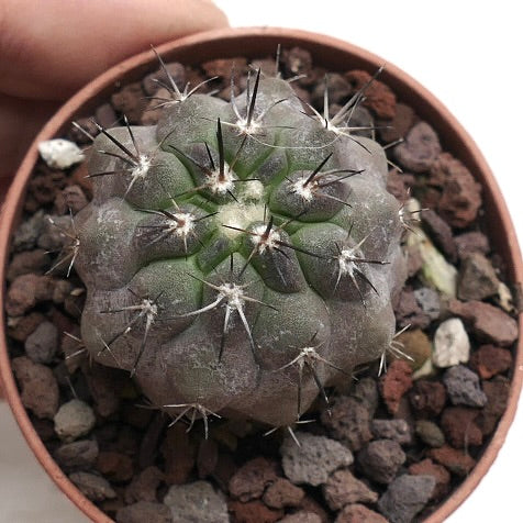 Copiapoa columna-alba X cinerea 1R2