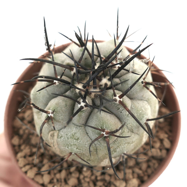 Copiapoa cinerea | Botanical Archive | Rare Desert Beauty