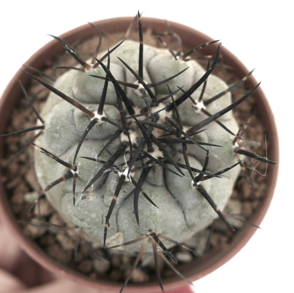 Copiapoa cinerea succulent cactus with thick gray body and long sharp black spines in pot