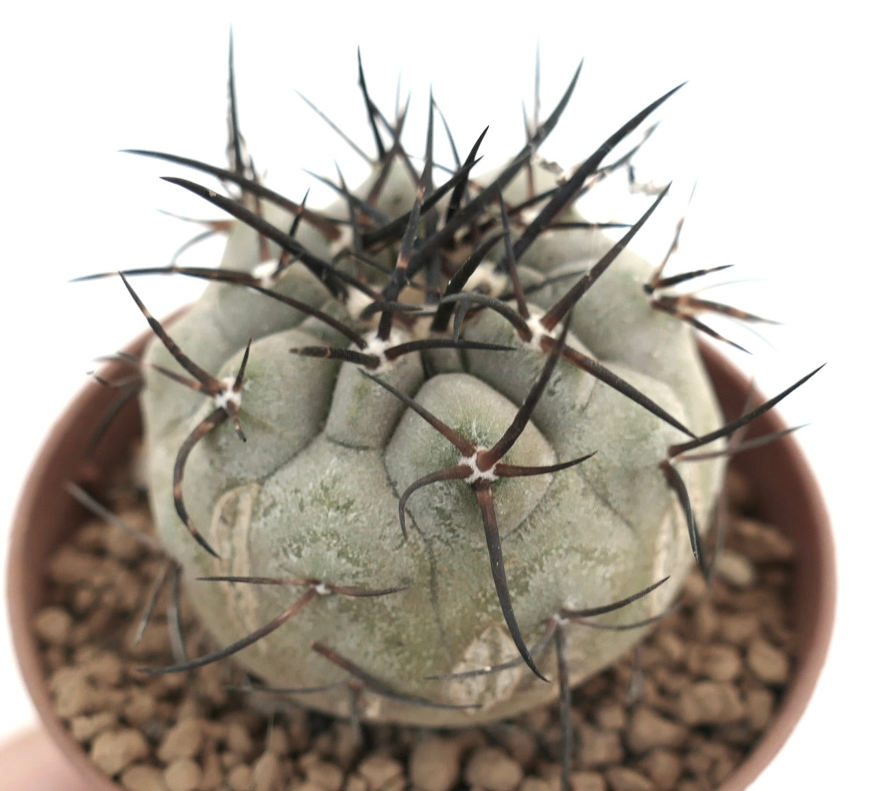 Copiapoa cinerea succulent cactus with thick gray body and long dark spines in pot