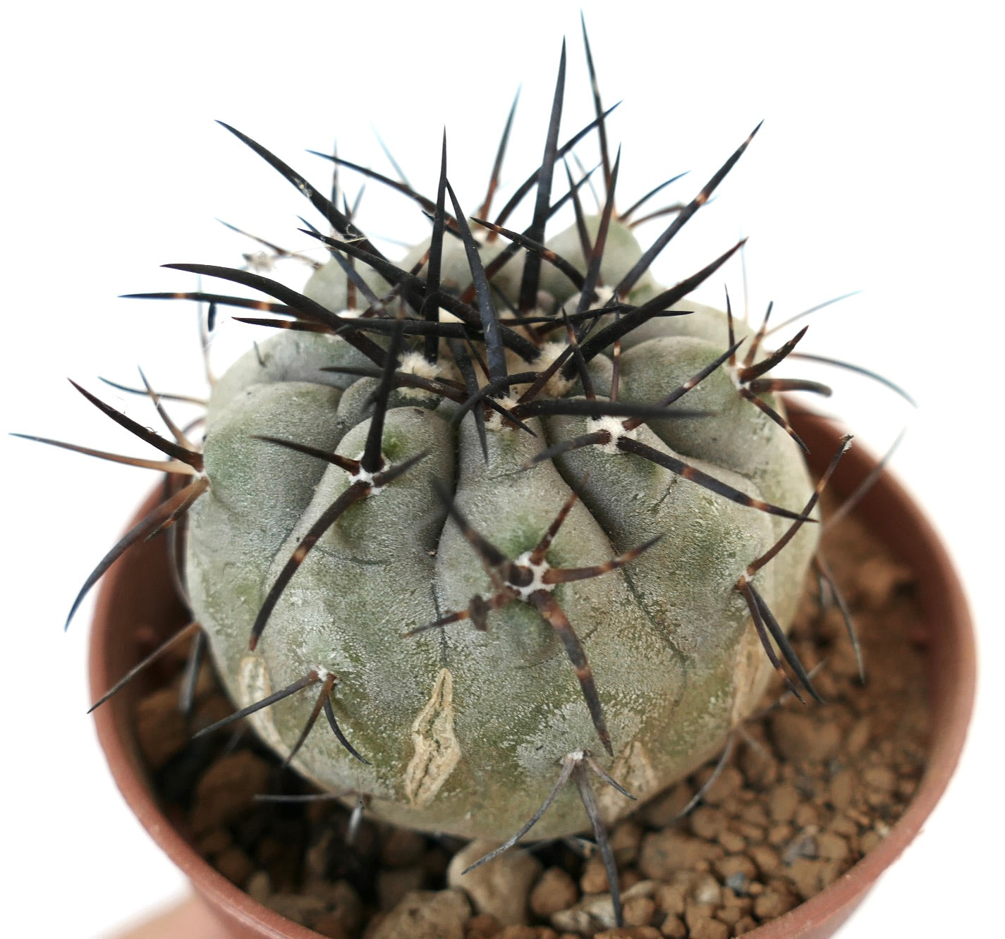 Copiapoa cinerea succulent cactus with thick gray body and long dark spines in pot